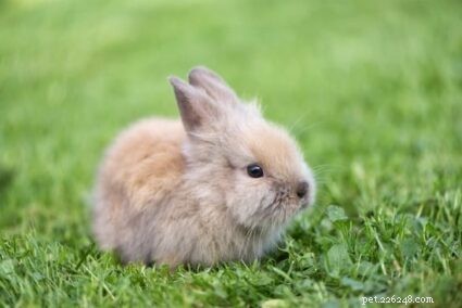 Как ухаживать за крольчатами