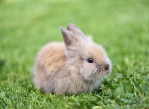 Come prendersi cura dei cuccioli di coniglio