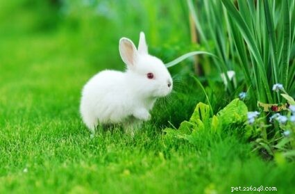 Как ухаживать за крольчатами