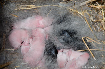 野生の赤ちゃんウサギを生き続ける方法 