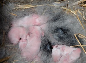 野生の赤ちゃんウサギを生き続ける方法 