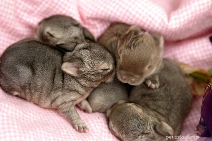 Comment faire un caca de lapin nouveau-né