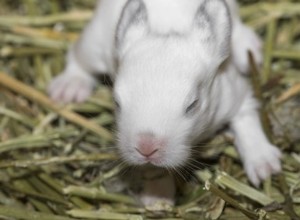 Jak vyrobit novorozené králičí hovínko