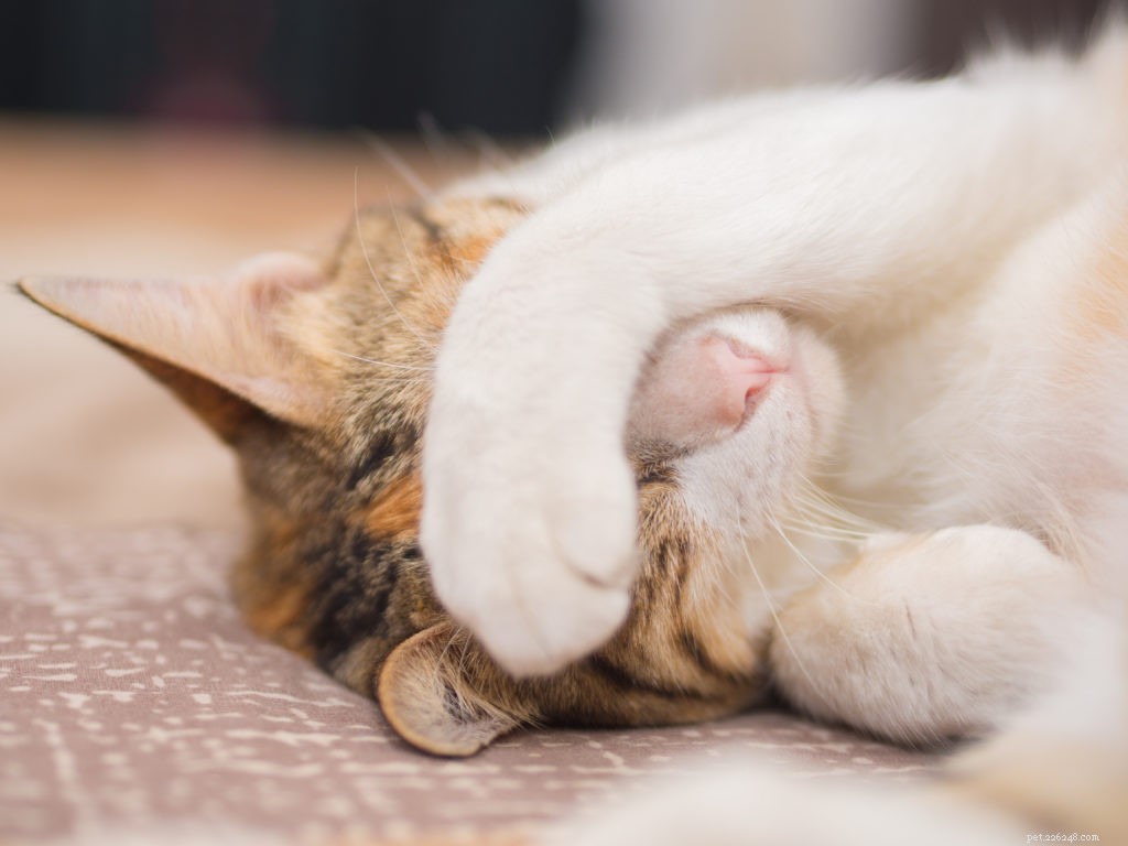 7 způsobů, jak pomoci plaché kočce cítit se pohodlněji