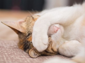 수줍은 고양이가 더 편안해지도록 돕는 7가지 방법