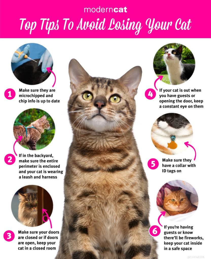 あなたの猫を失うことを避けるためのトップのヒント 