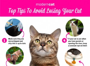 Hlavní tipy, jak se vyhnout ztrátě kočky