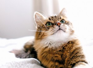 猫CBDはあなたのペットにとって価値がありますか？ 