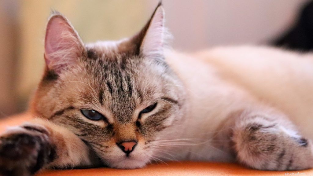 Ipertiroidismo nei gatti. Cosa devi sapere!