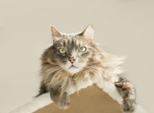 Tipy veterináře pro dlouhověkost starších koček