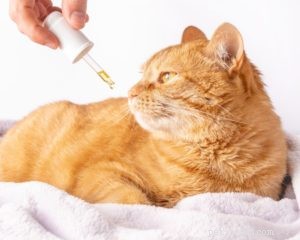 Beste CBD-olie voor katten met angst - Topproductenrecensies van 2021
