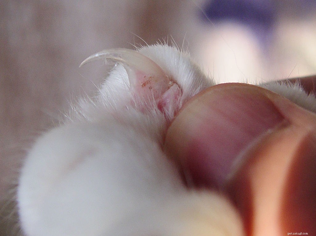 고양이 손톱:페티큐어의 중요성