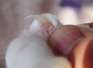 고양이 손톱:페티큐어의 중요성