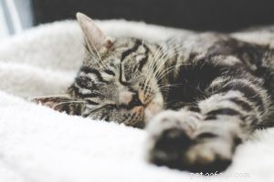 Förkylning och influensa hos katter:Hur man behandlar dessa tillstånd effektivt och ger snabb lindring
