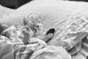 Förkylning och influensa hos katter:Hur man behandlar dessa tillstånd effektivt och ger snabb lindring
