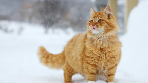 Belangrijke tips van Penn Vet om huisdieren veilig te houden bij koud weer