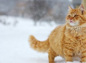 Viktiga tips från Penn Vet för att hålla husdjur säkra i kallt väder