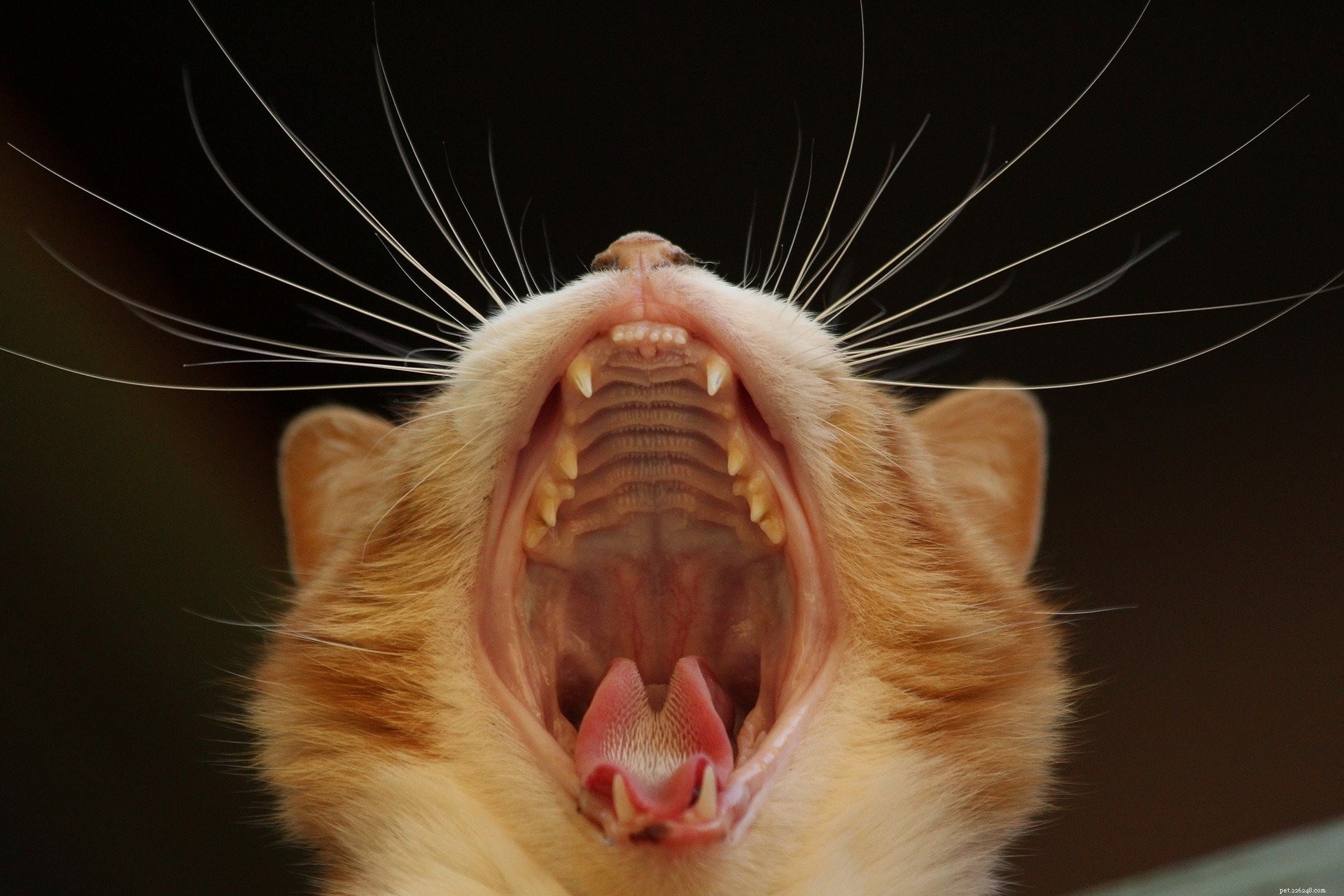 Houd de tanden en het tandvlees van uw kat natuurlijk gezond