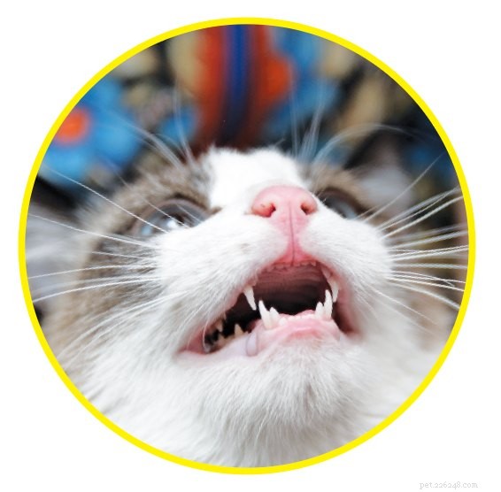 猫の歯を磨く代わりの効果的な方法 