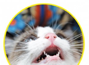 L alternativa efficace per lavarsi i denti del gatto