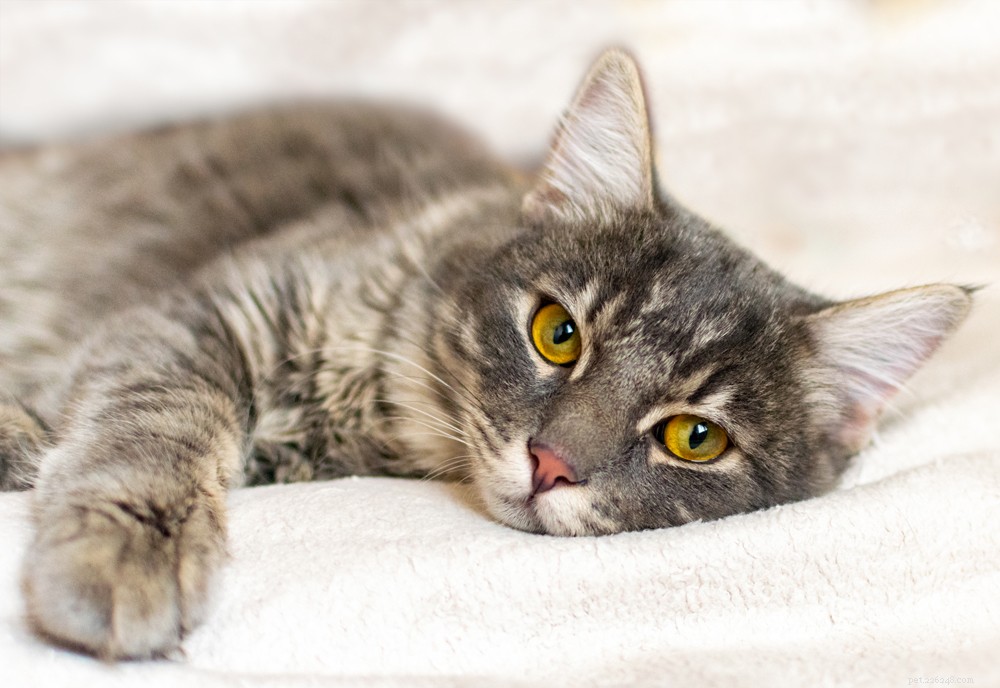 Fakta o onemocnění dolních močových cest u koček