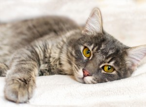 De feiten van een ziekte van de lagere urinewegen bij katten