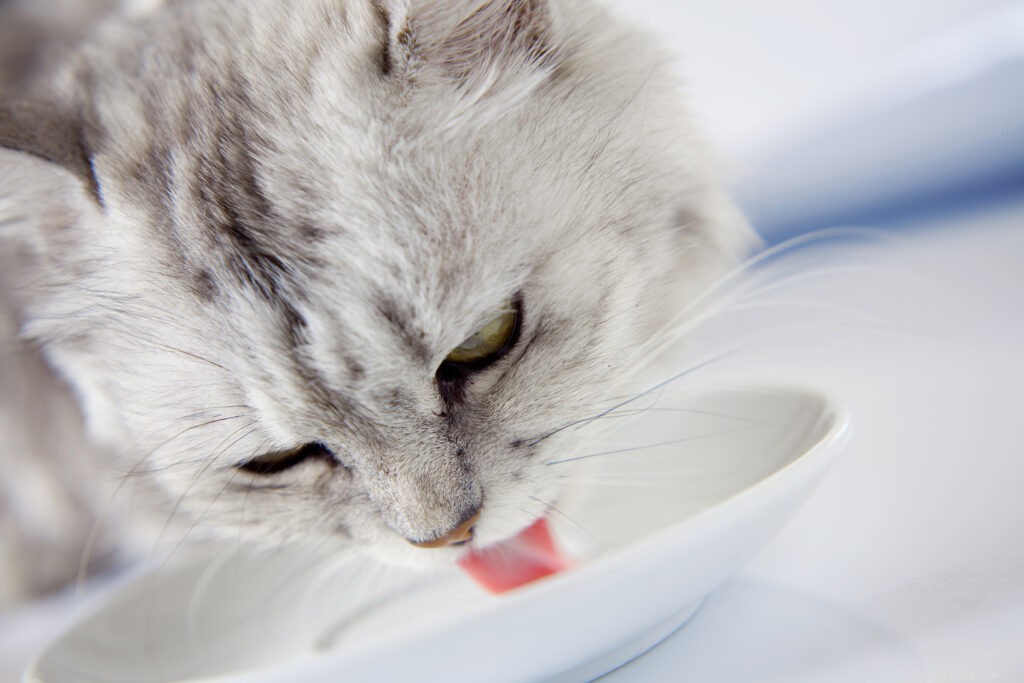 Laat je fluisteren! Eten en drinken bij katten etiquette