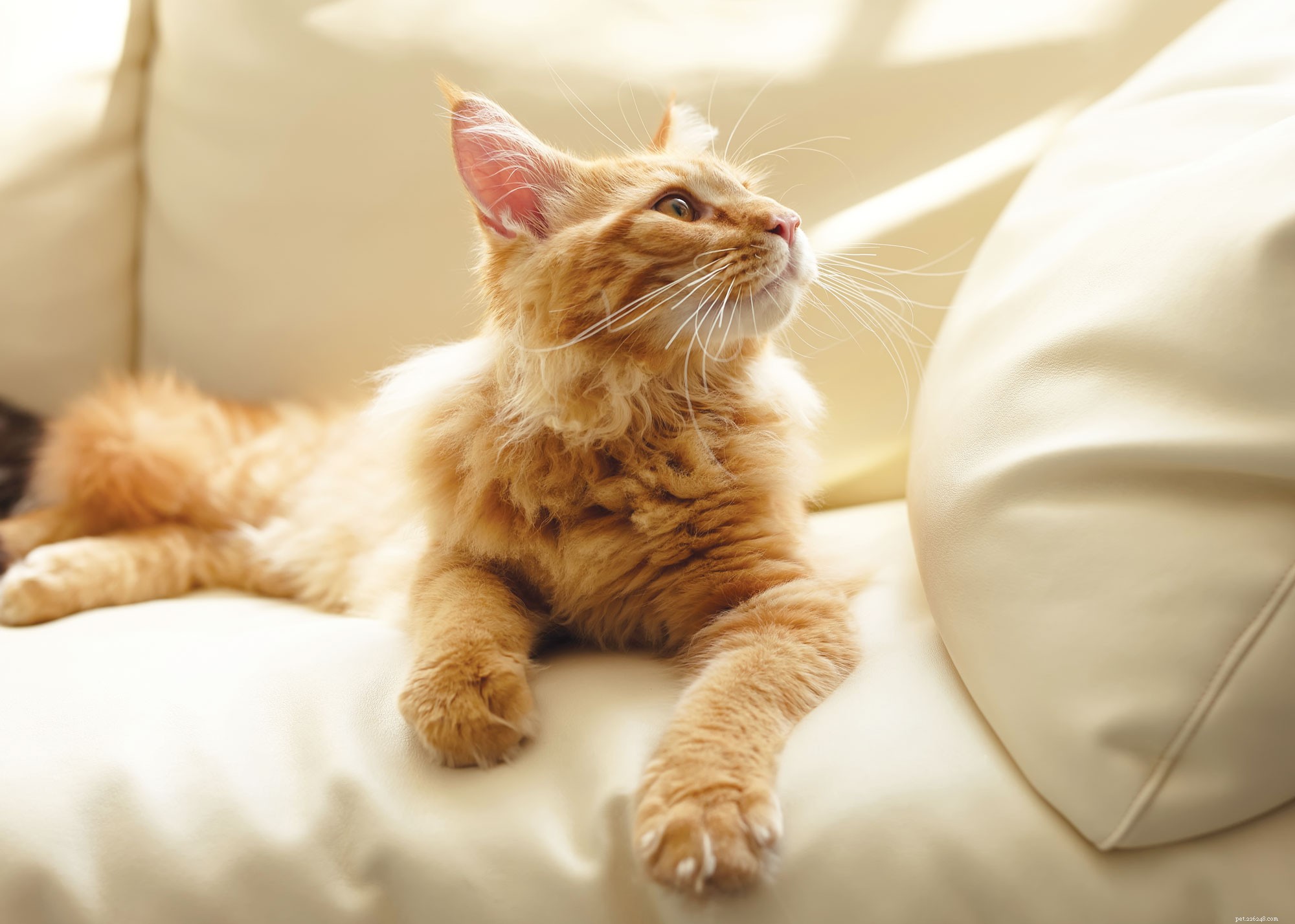 すべての猫愛好家のための8つの興味深い猫の事実 