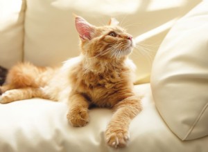 8 interessante kattenfeiten voor alle kattenliefhebbers