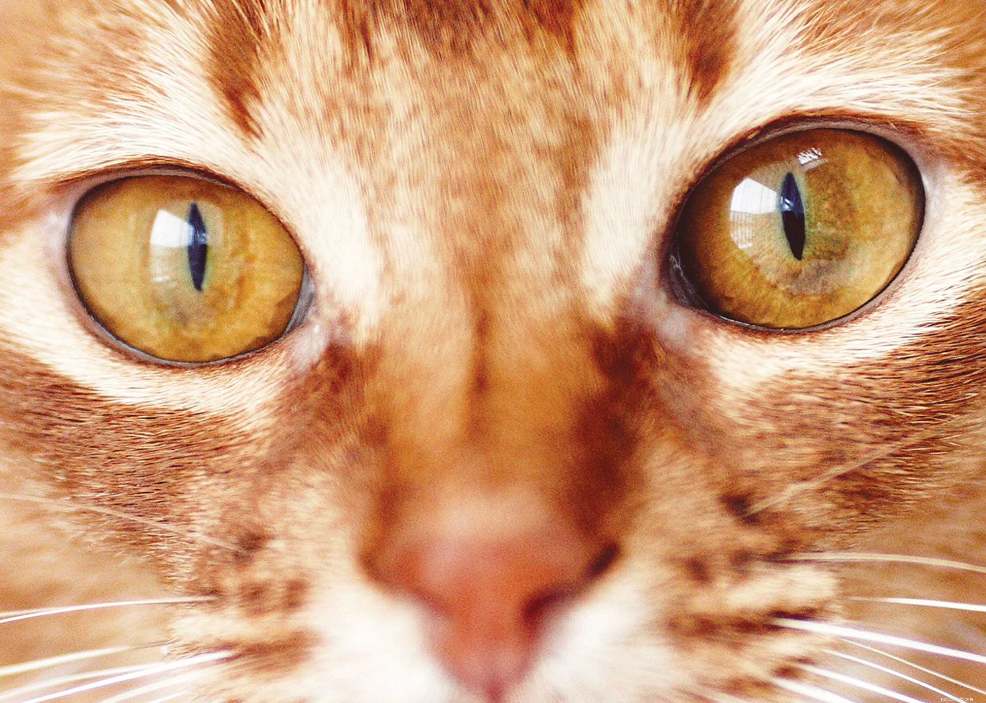8 zajímavých faktů o kočkách pro všechny milovníky koček