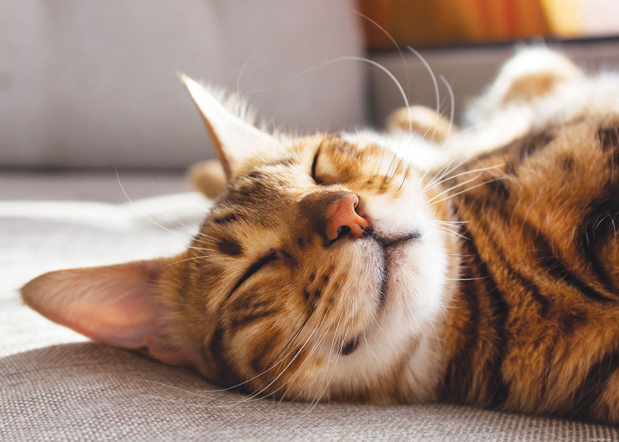 8 curiosità sui gatti per tutti gli amanti dei gatti