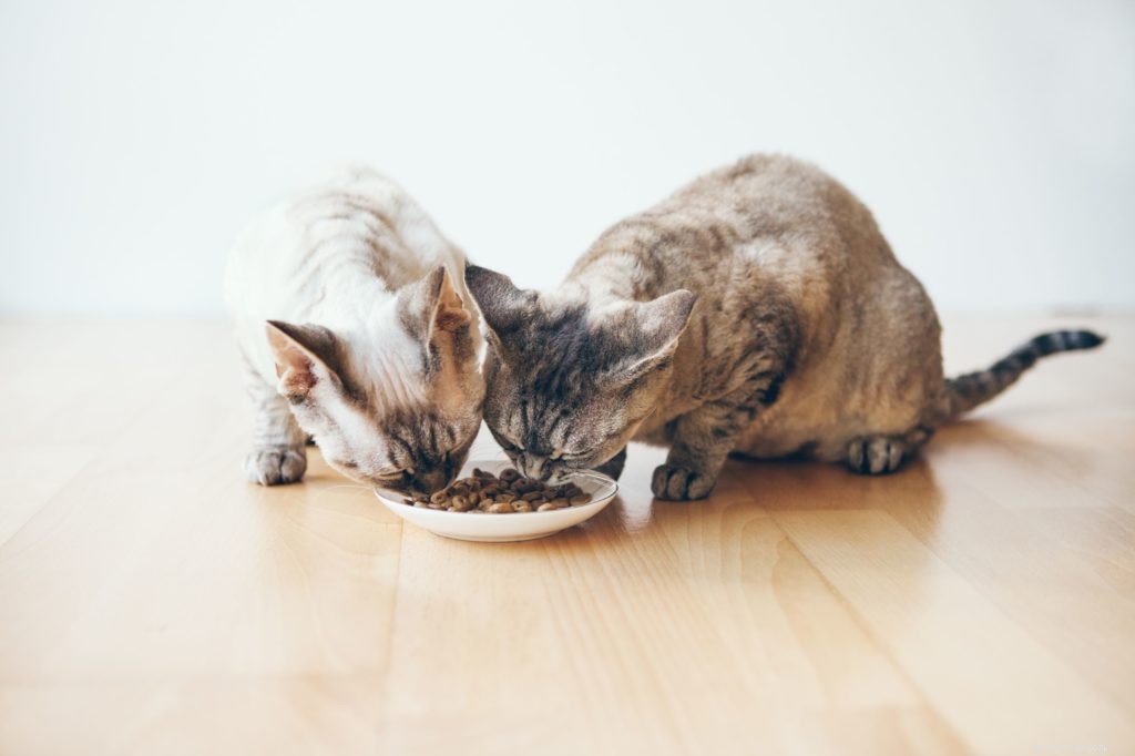 獣医はあなたが猫の栄養について知る必要があることを共有します 