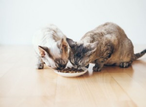 Een dierenarts deelt wat u moet weten over kattenvoeding