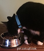 Fancy Feast è su “Le Menu” al Modern Cat