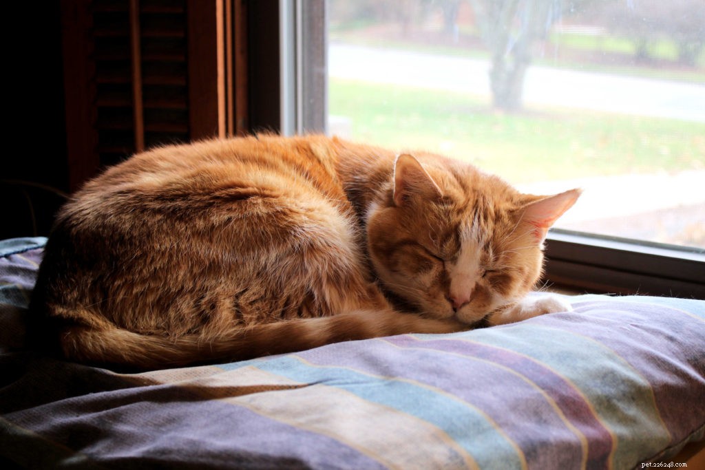 5 maneiras de ajudar um gato semi-feral a se adaptar a uma casa doméstica