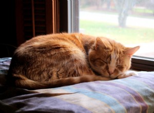 5 manieren om een ​​halfwilde kat te helpen zich aan te passen aan een huiselijke thuis