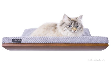 Por que é tão importante para o seu gato relaxar no alto?