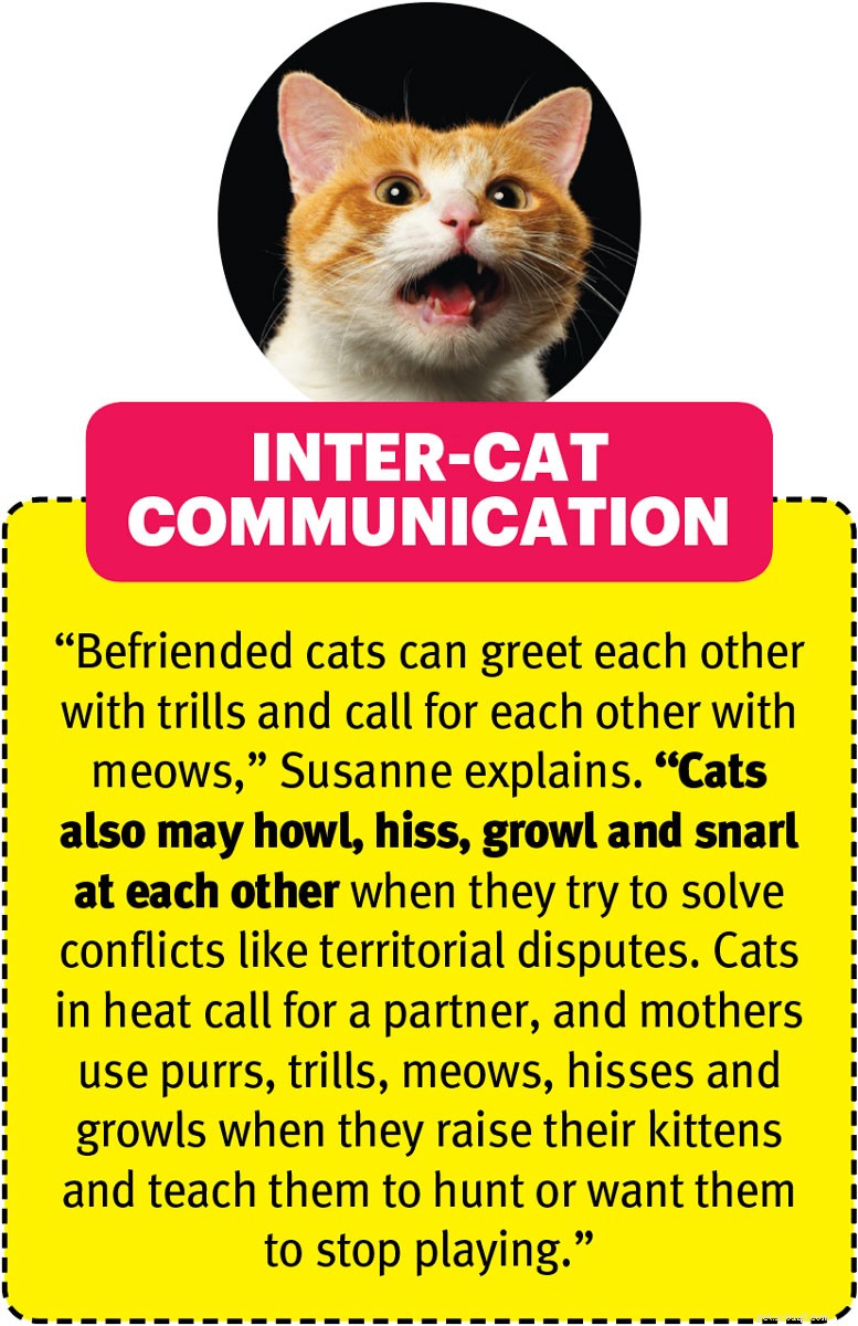 Il linguaggio segreto dei gatti svelato