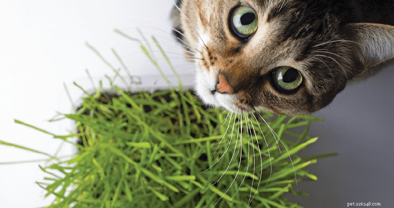 9 semplici modi per arricchire l ambiente del tuo gatto