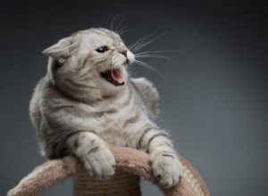 Изменилось ли поведение вашей кошки с дружелюбного на раздражительное?