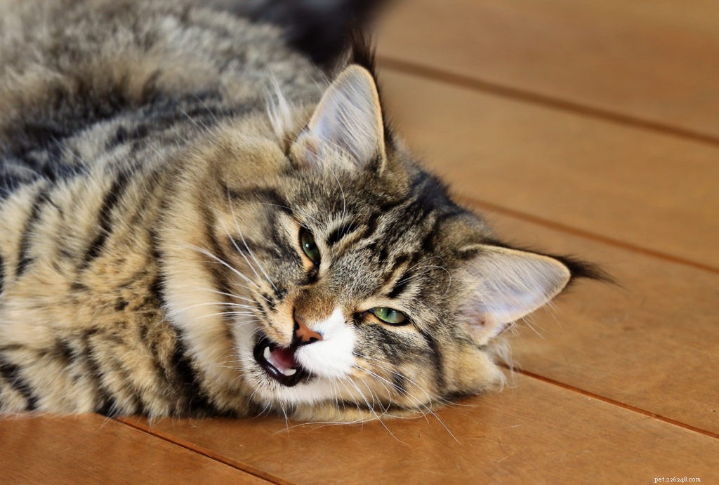 Is het gedrag van uw kat veranderd van vriendelijk naar prikkelbaar?