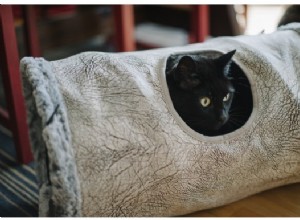Pourquoi un tunnel pour chat est indispensable !