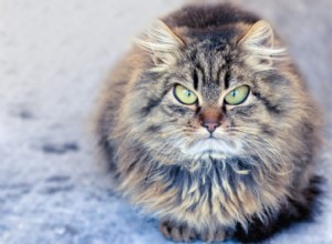 10 dingen waarvan katten zouden willen dat je ze niet meer zou doen