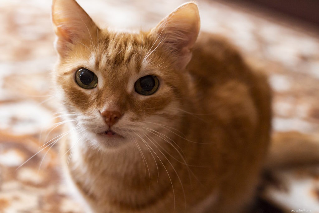 10 coisas que os gatos gostariam que você parasse de fazer