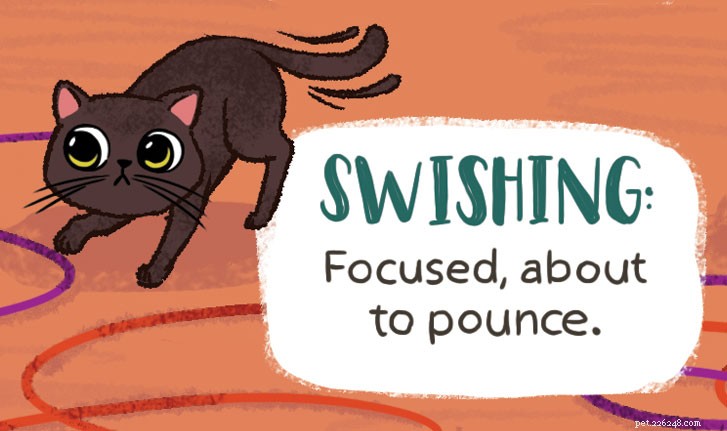 Vad din katts svans försöker berätta för dig