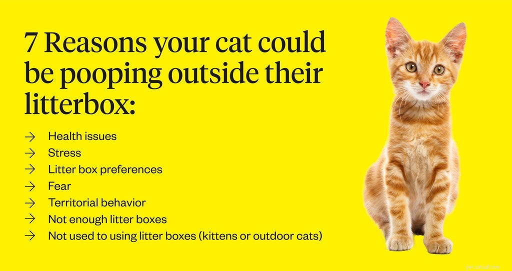 猫がトイレの外でうんちをするのはなぜですか？ （そしてどうすればそれを止めることができますか） 