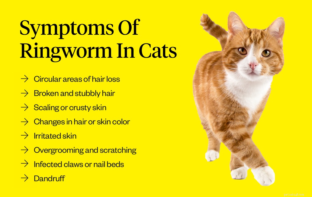 고양이의 백선:증상, 원인 및 치료