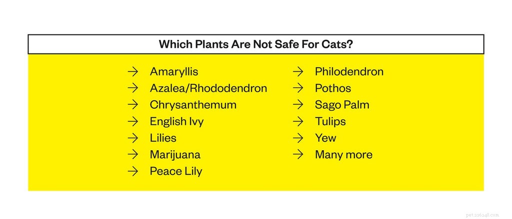 25 комнатных растений, безопасных для кошек 