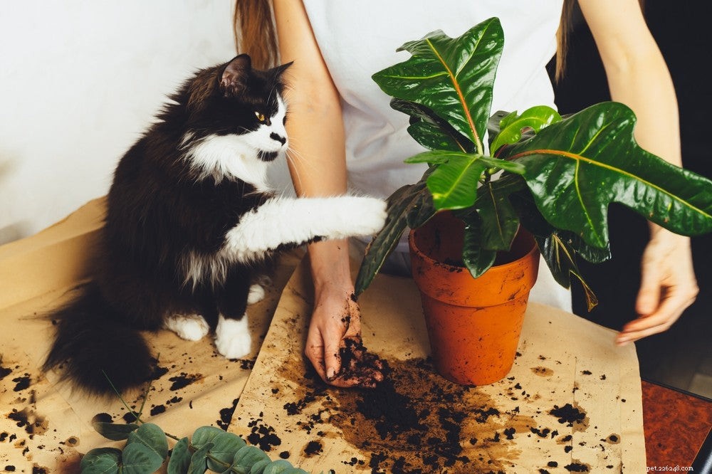 25 krukväxter säkra för katter