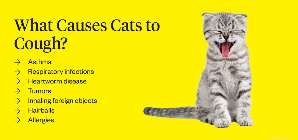 고양이가 기침을 하는 이유는 무엇이며 어떻게 도울 수 있습니까?